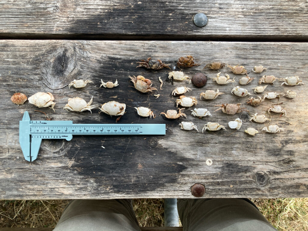 a group of mushrooms on a wooden surface (MyCoast AI)