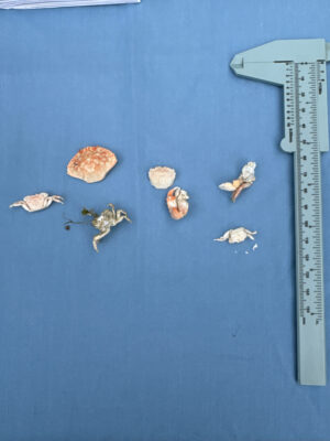 a group of bugs on a blue surface (MyCoast AI)