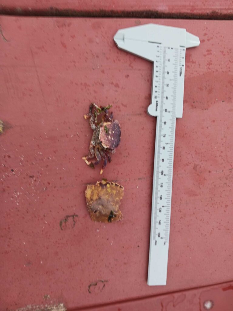 a lizard on a wall (MyCoast AI)