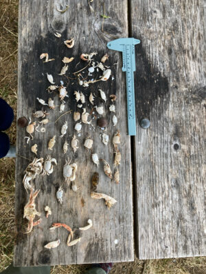 a blue metal object on a wooden surface (MyCoast AI)