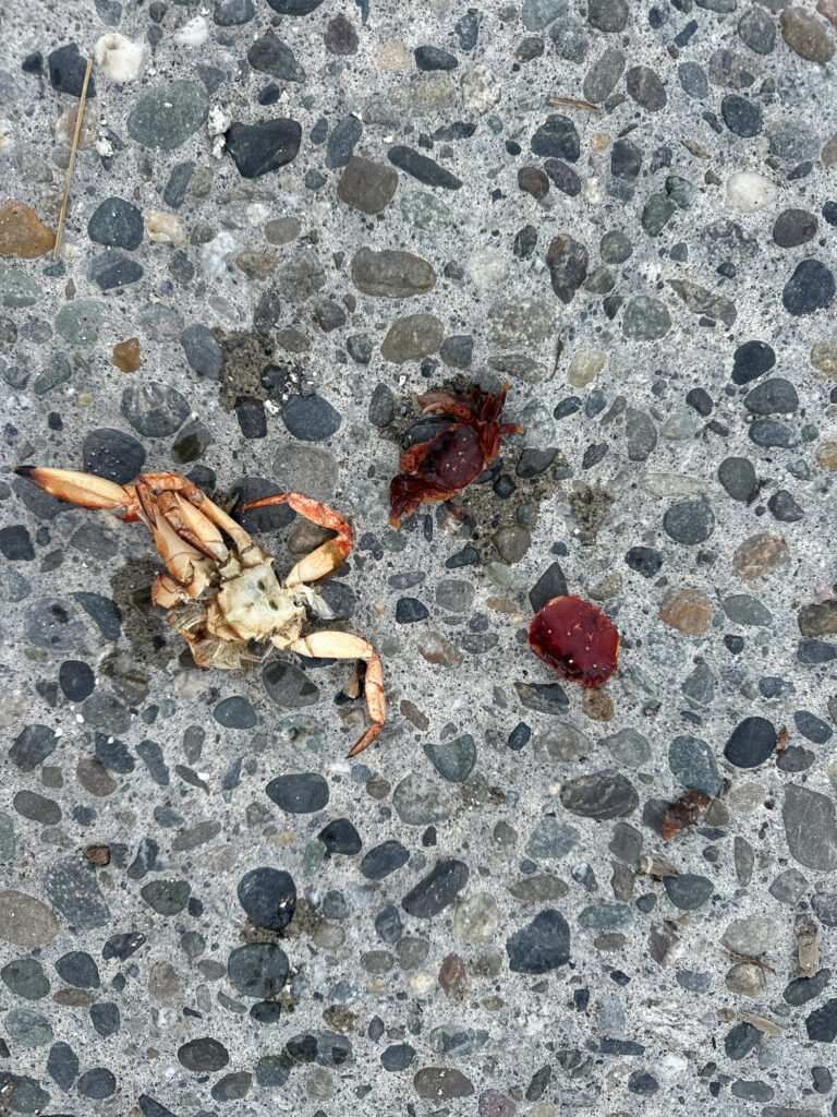 a crab on a rocky beach (MyCoast AI)