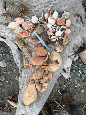a tree stump with a blue object on it (MyCoast AI)