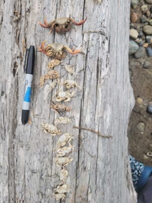 a knife and a wood surface (MyCoast AI)