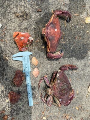 a knife and a pile of fish (MyCoast AI)