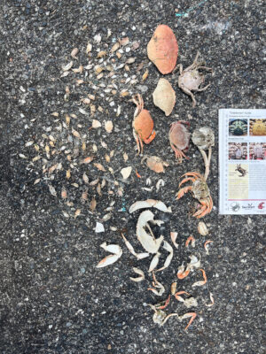 a group of snails on the ground (MyCoast AI)