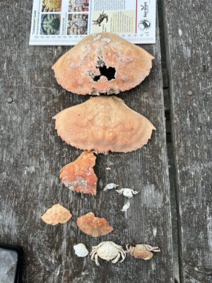 a group of mushrooms on a wood surface (MyCoast AI)