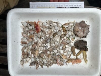 a white container with food in it (MyCoast AI)