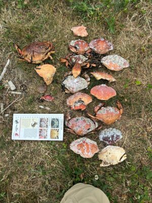 a group of mushrooms (MyCoast AI)