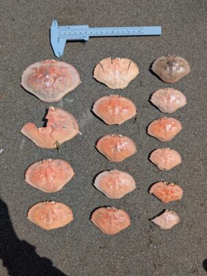 a group of seashells (MyCoast AI)