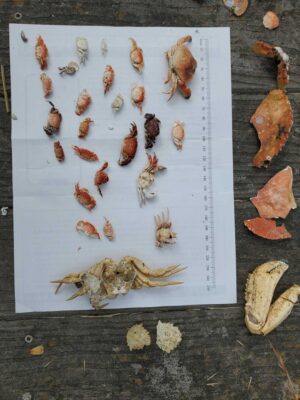 a group of insects on a table (MyCoast AI)