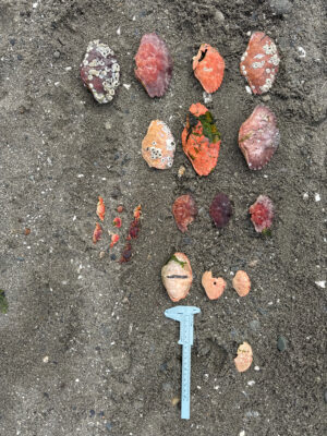 a group of red and brown objects (MyCoast AI)
