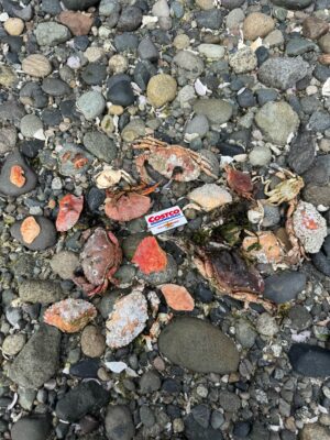 a pile of rocks (MyCoast AI)
