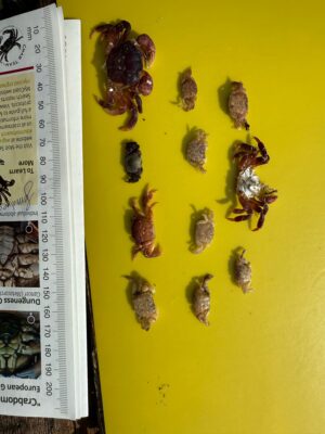 a group of insects on a book (MyCoast AI)