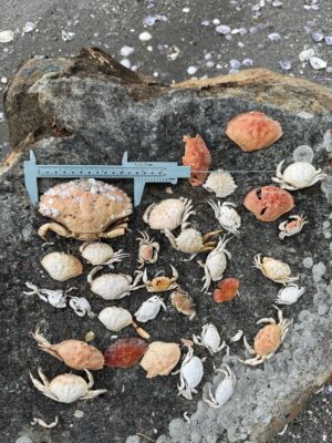 a pile of rocks on the ground (MyCoast AI)