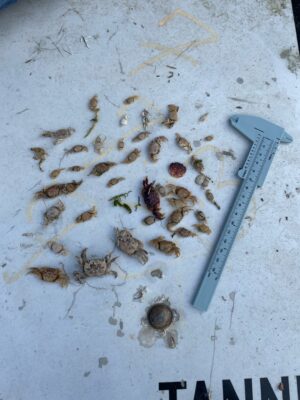 a knife and a group of bees (MyCoast AI)