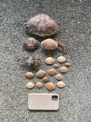 a group of snails on a concrete surface (MyCoast AI)