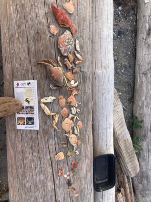a group of birds on a wood surface (MyCoast AI)