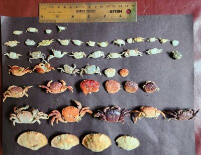 a group of shells (MyCoast AI)