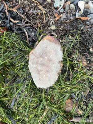 a mushroom in the grass (MyCoast AI)