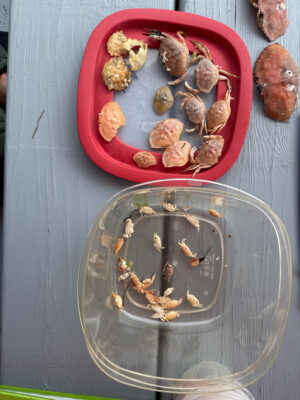 a plate of food (MyCoast AI)