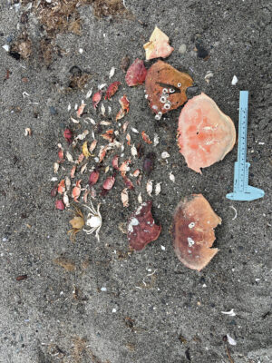 a group of objects on the ground (MyCoast AI)