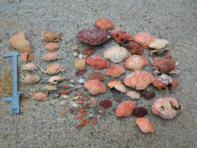 a pile of rocks (MyCoast AI)