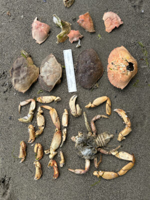 a group of sea shells (MyCoast AI)