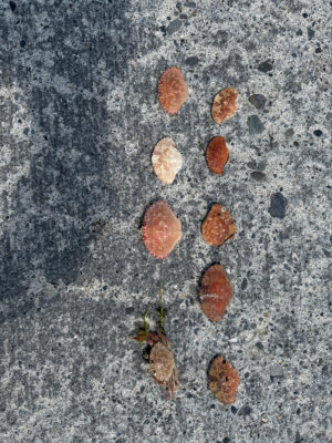 background pattern (MyCoast AI)