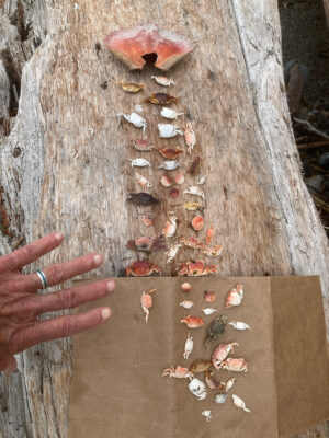 a hand reaching towards a hole in a tree trunk (MyCoast AI)