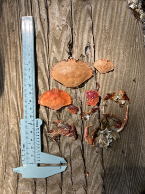 a knife and a group of brown objects on a wooden surface (MyCoast AI)