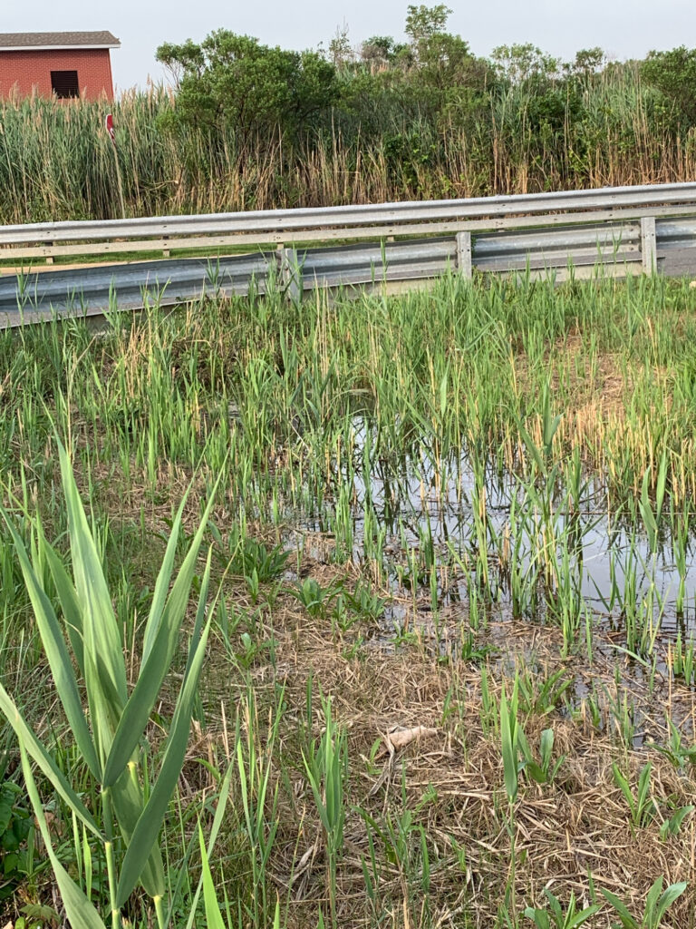 a bridge over a river (MyCoast AI)