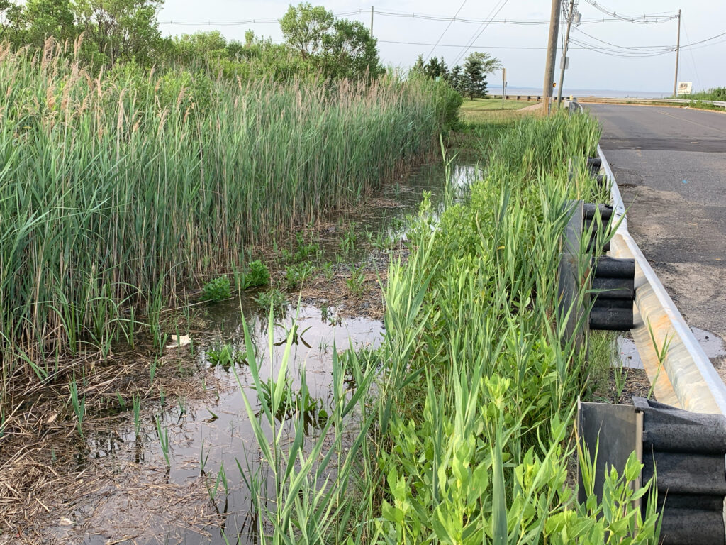a small pond in a field (MyCoast AI)