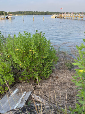 a body of water with boats in it (MyCoast AI)