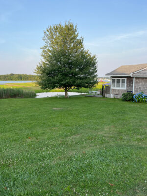 a tree in a field (MyCoast AI)