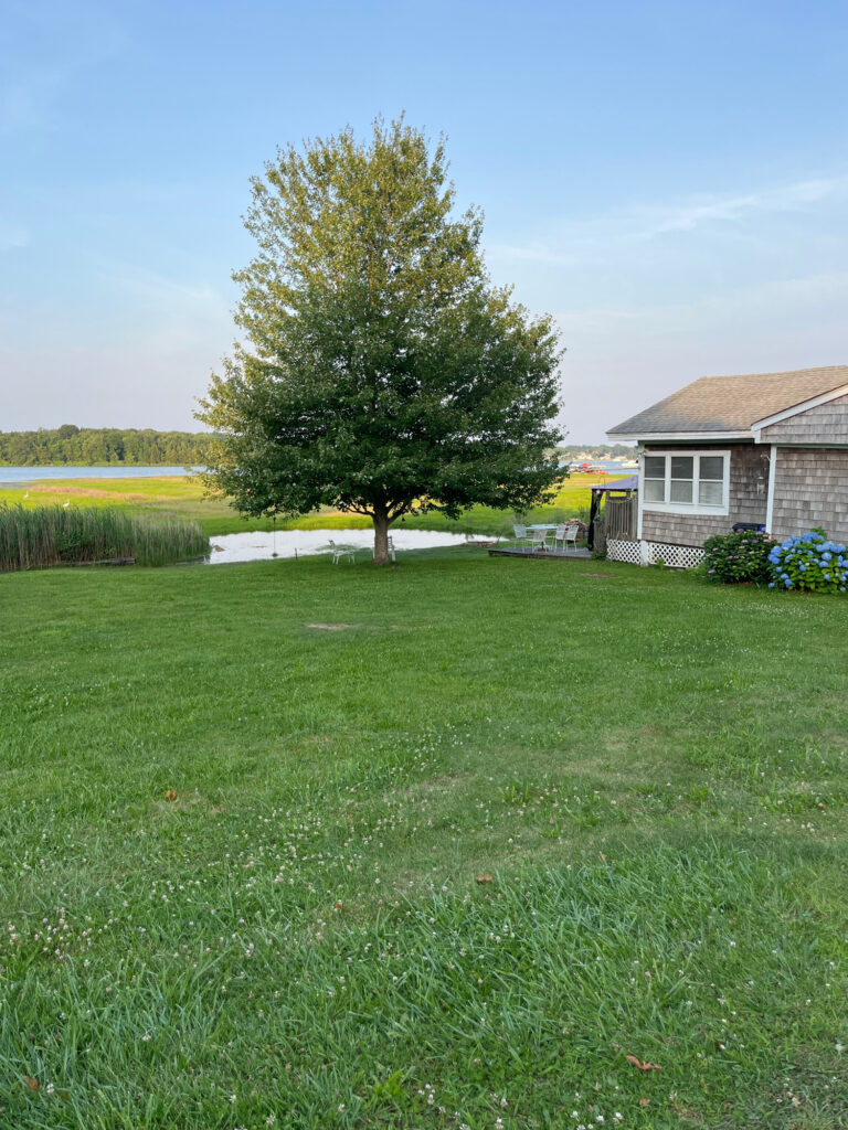 a tree in a field (MyCoast AI)