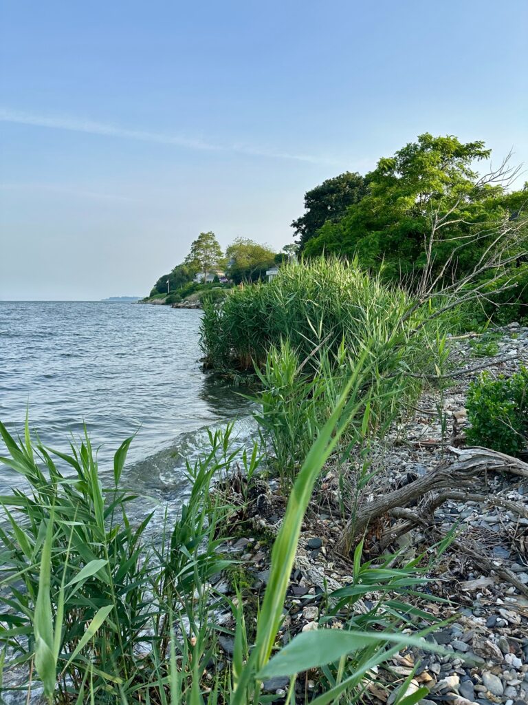 a body of water with plants and trees around it (MyCoast AI)