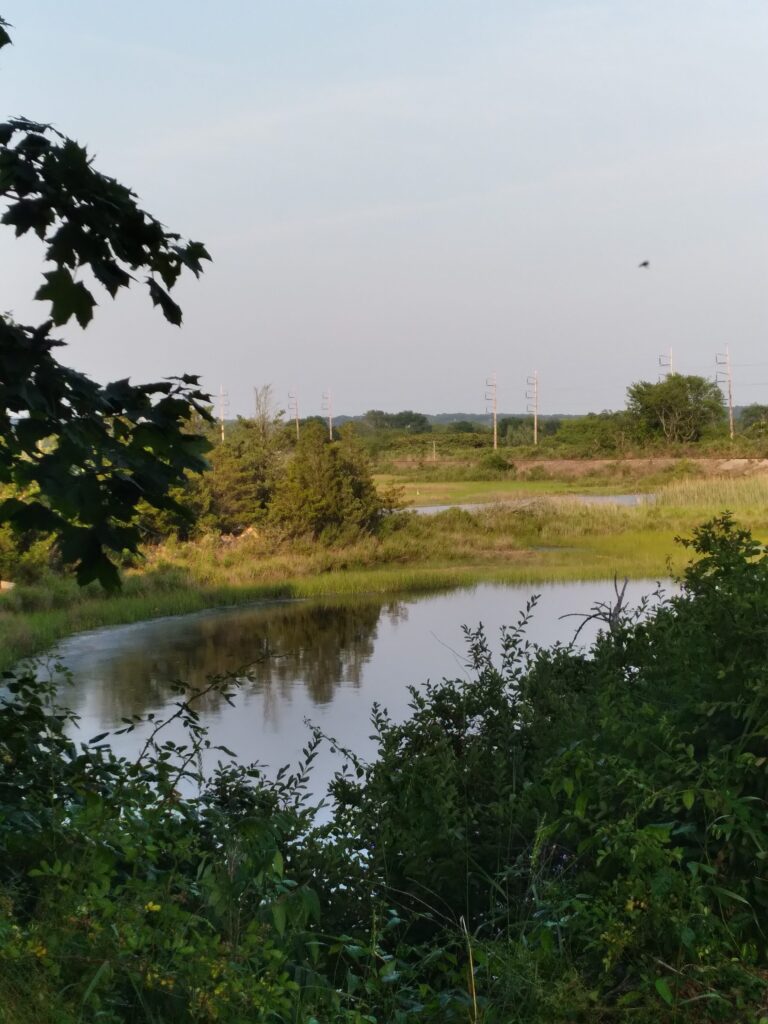 a small pond with plants and trees (MyCoast AI)