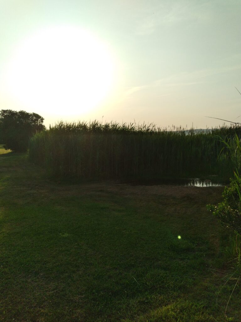 a field of trees (MyCoast AI)