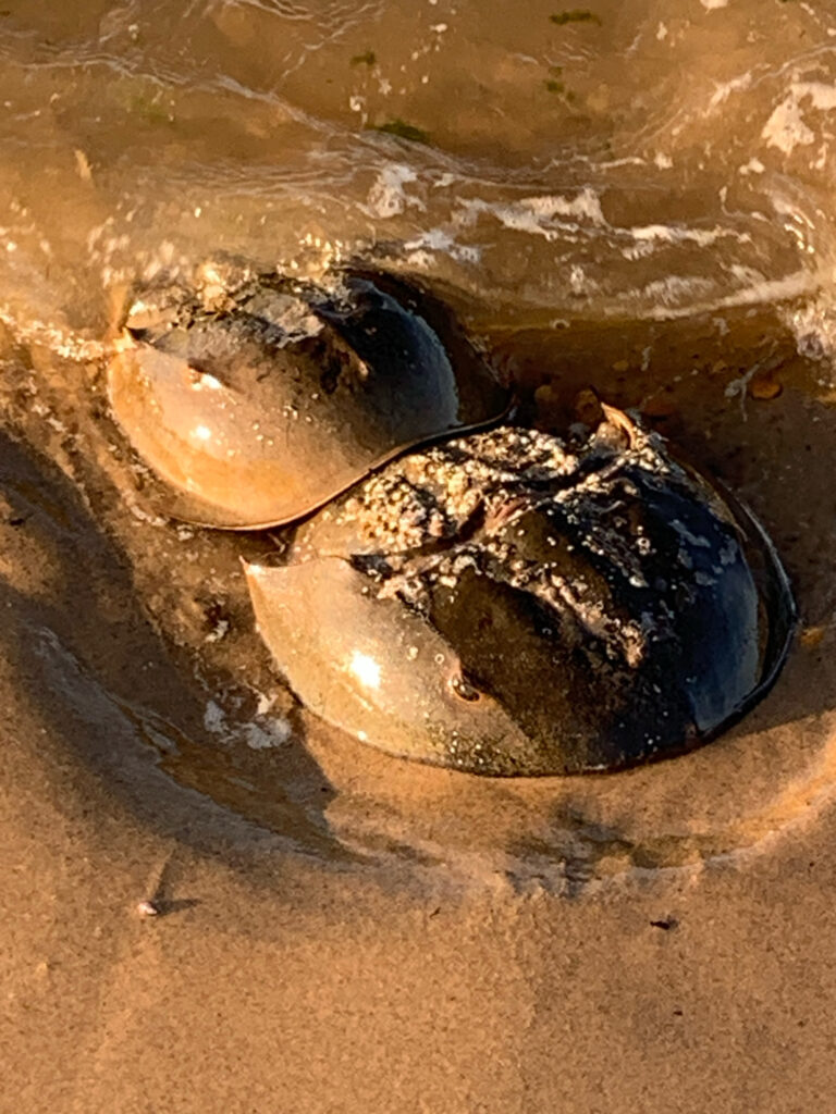 a close up of a turtle (MyCoast AI)