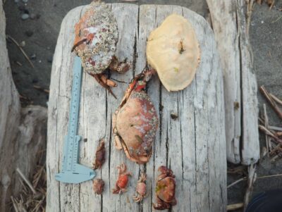 a tree stump with a few pieces of fruit on it (MyCoast AI)