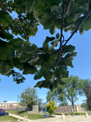 a tree with leaves (MyCoast AI)