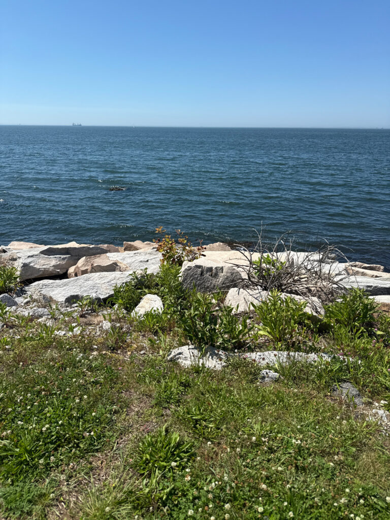 a rocky beach with plants and water (MyCoast AI)