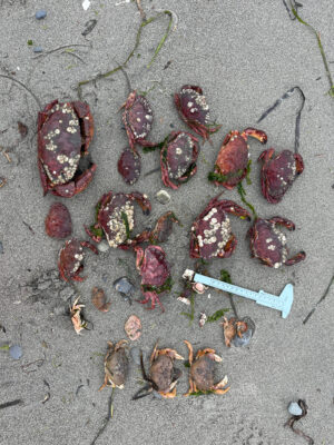 a group of bugs on the ground (MyCoast AI)