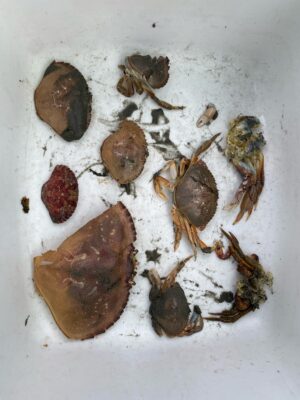 a group of brown objects (MyCoast AI)