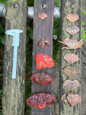 mushrooms growing on a tree stump (MyCoast AI)