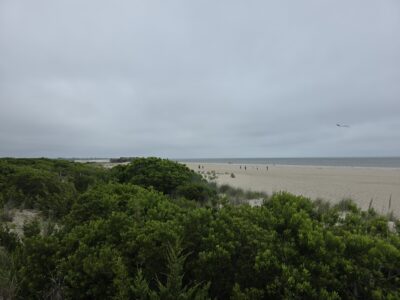 a beach with trees and a bird flying in the sky (MyCoast AI)