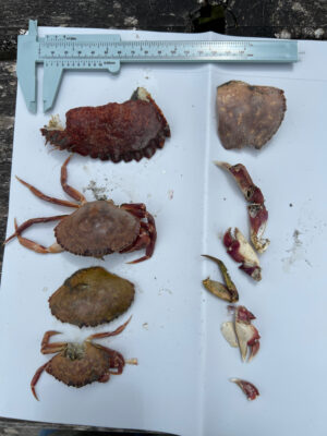 a plate of cooked lobsters (MyCoast AI)