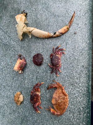 a group of insects (MyCoast AI)