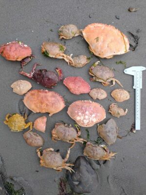 a group of brown and white mushrooms (MyCoast AI)