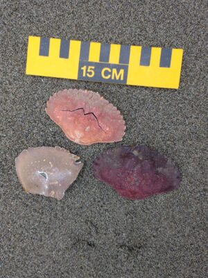 a group of pink rocks (MyCoast AI)